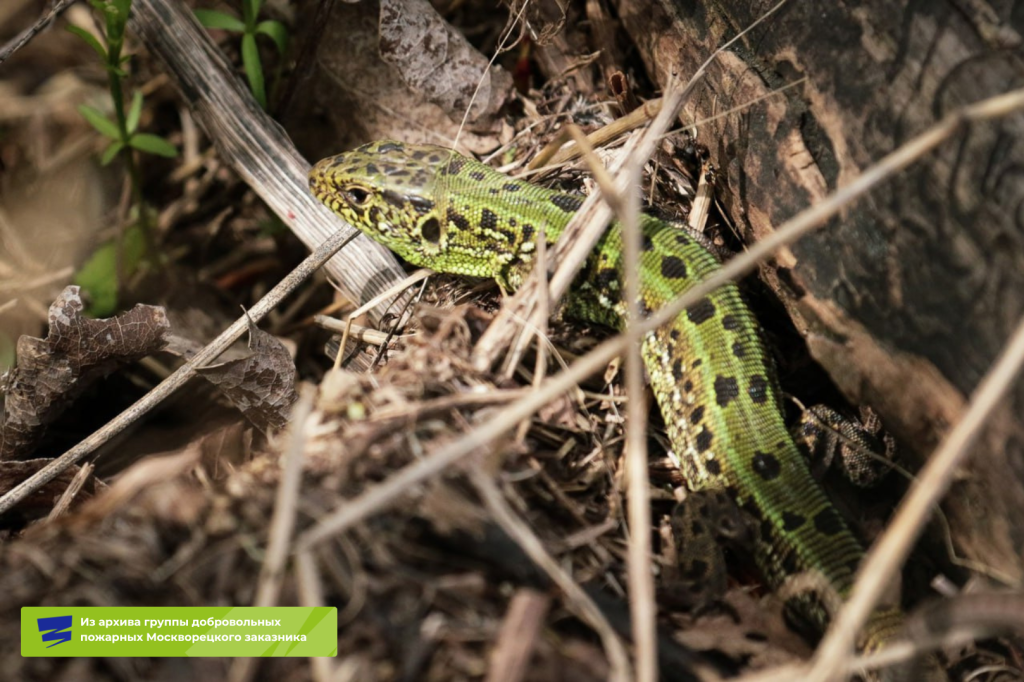 Плашки для видео (1).png