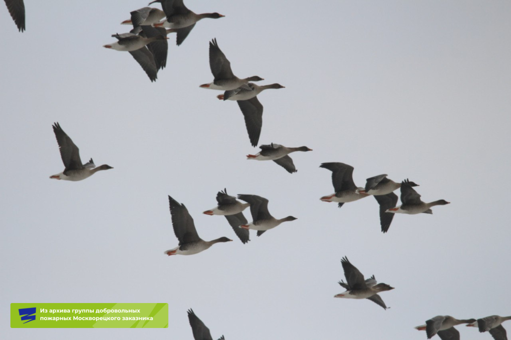 Плашки для видео (6).png