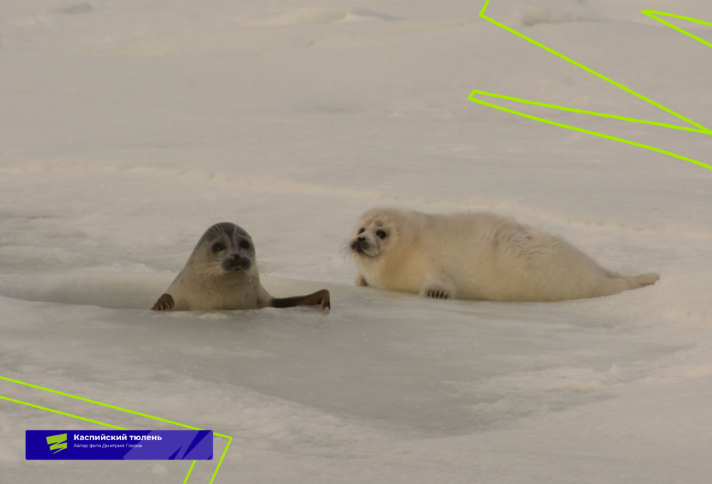 Плашки для видео (10).png