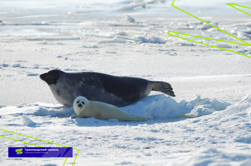 Плашки для видео (12).png